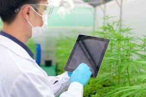 Edtech fatura R$ 1 mi com curso sobre cannabis medicinal