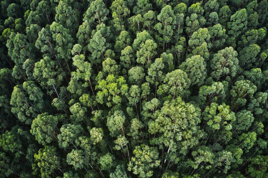 A Contribuição das Árvores para a Mitigação da Mudança Climática
