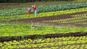 Agricultura Familiar